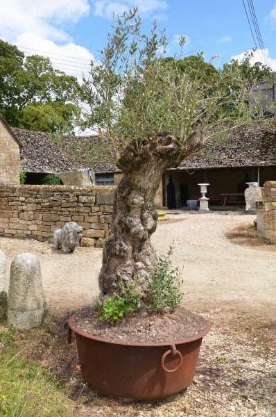 A 19th century iron planter with olive tree